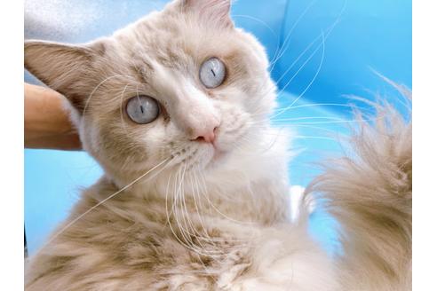 成約済の東京都のラグドール-33921