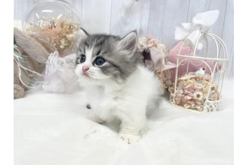 成約済の大阪府のミヌエット-33287の3枚目