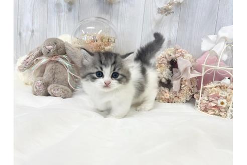 成約済の大阪府のミヌエット-33287の2枚目