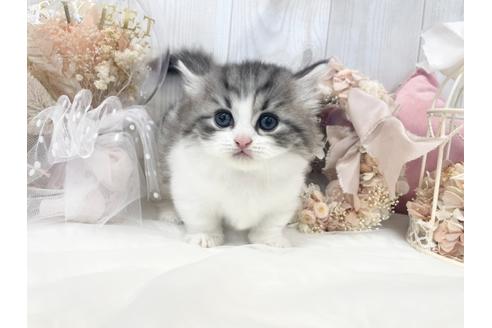 成約済の大阪府のミヌエット-33287の1枚目