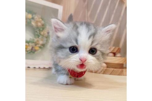 成約済の長野県のミヌエット-33706の2枚目