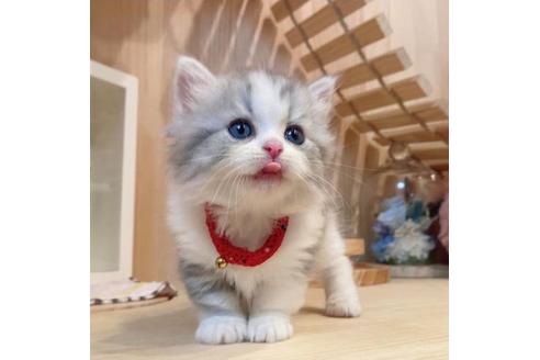 成約済の長野県のミヌエット-33706の5枚目