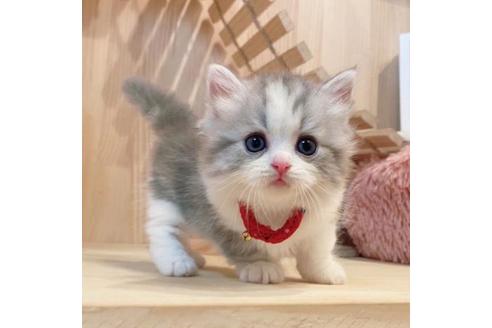 成約済の長野県のミヌエット-33706の3枚目