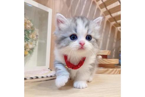 成約済の長野県のミヌエット-33706の4枚目