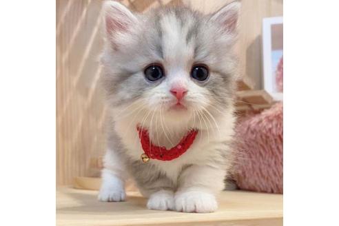 成約済の長野県のミヌエット-33706