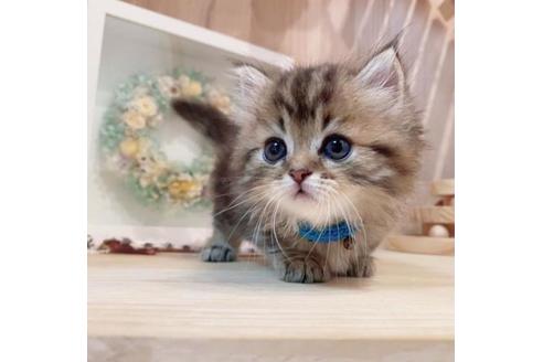 成約済の長野県のミヌエット-33707の2枚目