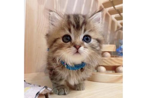 成約済の長野県のミヌエット-33707の3枚目