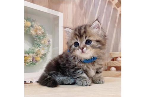 成約済の長野県のミヌエット-33707の5枚目