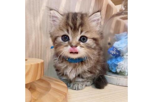 成約済の長野県のミヌエット-33707の4枚目