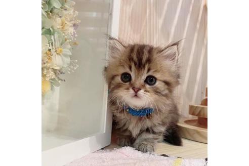 成約済の長野県のミヌエット-33707