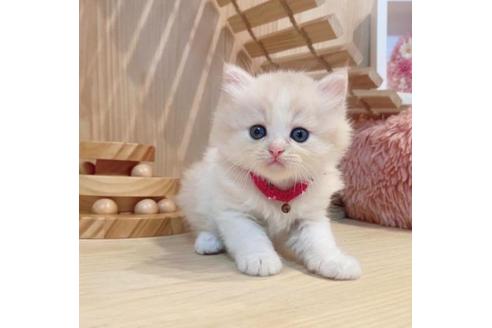 成約済の長野県のミヌエット-33710の8枚目