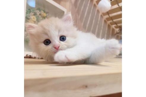 成約済の長野県のミヌエット-33710の9枚目