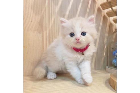 成約済の長野県のミヌエット-33710の10枚目