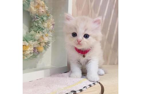 成約済の長野県のミヌエット-33710の7枚目