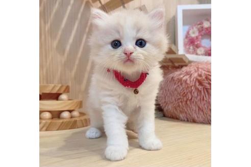 成約済の長野県のミヌエット-33710の6枚目