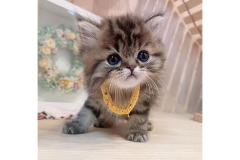 成約済の長野県のミヌエット-33711の6枚目