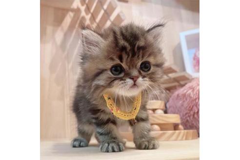 成約済の長野県のミヌエット-33711の7枚目