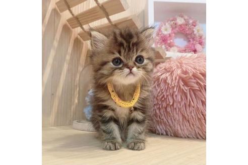 成約済の長野県のミヌエット-33711の10枚目