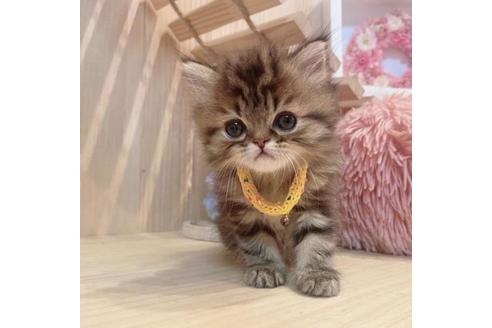 成約済の長野県のミヌエット-33711の8枚目