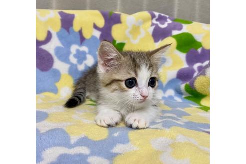 成約済の神奈川県のミヌエット-32184の5枚目