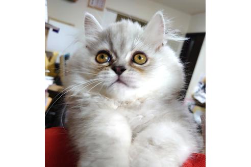 成約済の愛知県のペルシャ-32344の1枚目