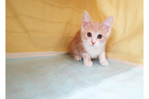 成約済の東京都のマンチカン-31905の2枚目