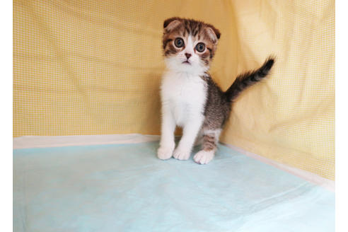 成約済の東京都のスコティッシュフォールド-33333の5枚目