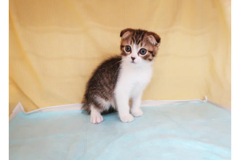 成約済の東京都のスコティッシュフォールド-33333の4枚目