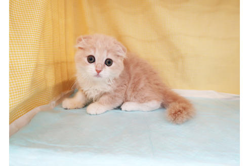 成約済の東京都のスコティッシュフォールド-33334の5枚目