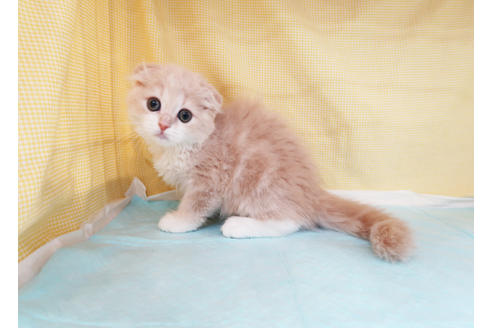 成約済の東京都のスコティッシュフォールド-33334の4枚目