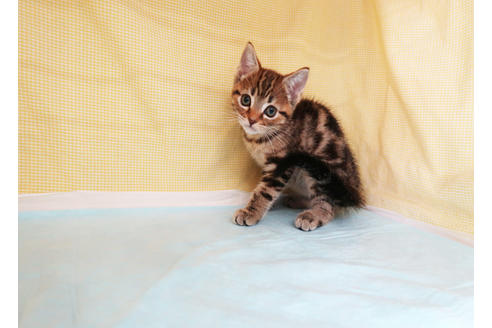 成約済の東京都のアメリカンショートヘア-33332の5枚目