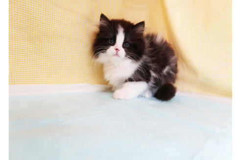 成約済の東京都のミヌエット-32895の4枚目