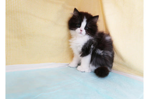 成約済の東京都のミヌエット-32895の3枚目