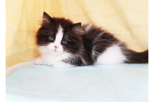 成約済の東京都のミヌエット-32895の2枚目