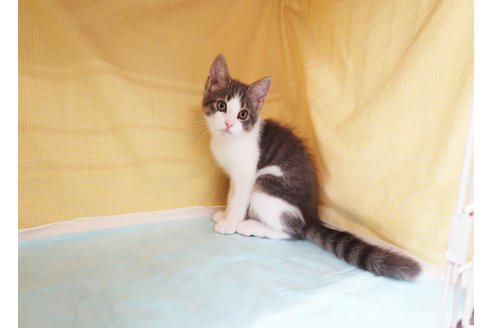 成約済の東京都のマンチカン-29186の3枚目