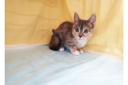 成約済の東京都のマンチカン-30367の2枚目