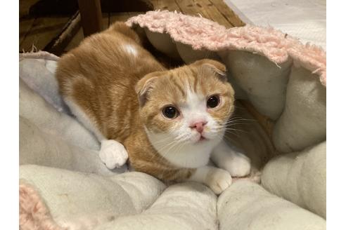 成約済の静岡県のマンチカン-21104の1枚目