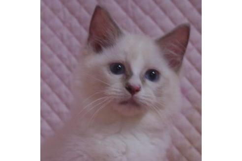 成約済の静岡県のラグドール-33837の1枚目