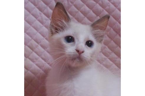 成約済の静岡県のラグドール-33846の1枚目