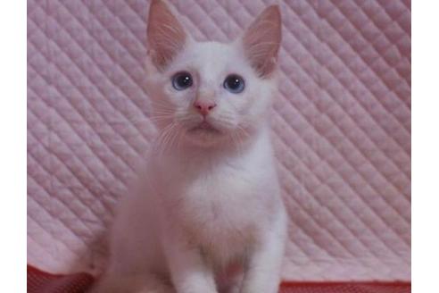 成約済の静岡県のラグドール-33847の1枚目