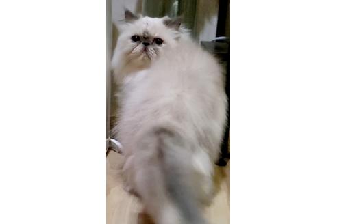 成約済の大阪府のエキゾチックロングヘア-33869