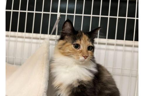 成約済の神奈川県のノルウェージャンフォレストキャット-33878の5枚目