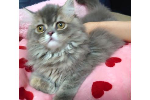 成約済の愛知県のペルシャ-34006の3枚目