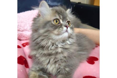 成約済の愛知県のペルシャ-34006の5枚目