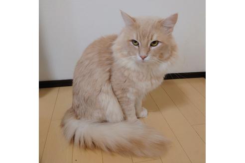 の埼玉県の-