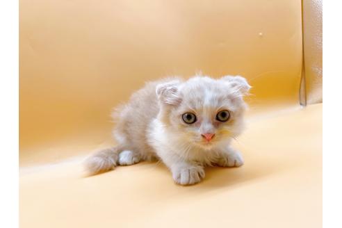 成約済の東京都のスコティッシュフォールド-34499の6枚目