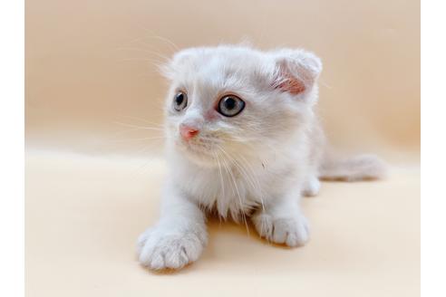 成約済の東京都のスコティッシュフォールド-34499の2枚目