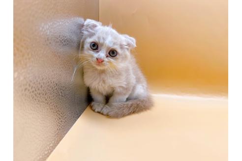 成約済の東京都のスコティッシュフォールド-34499の3枚目