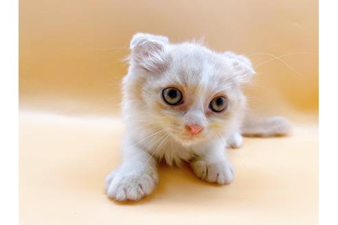 成約済の東京都のスコティッシュフォールド-34499の1枚目