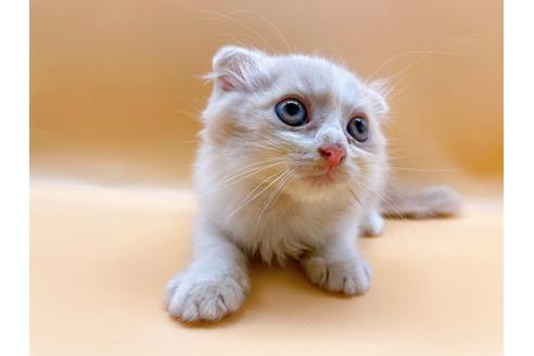 成約済の東京都のスコティッシュフォールド-34499の4枚目